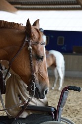 Para Reining Camp  - Rollstuhl und Pferd
