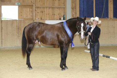 Appaloosa-3-Year-Old-Stallion-Sarah-Simon-BOEMIL-Twin-Decalog